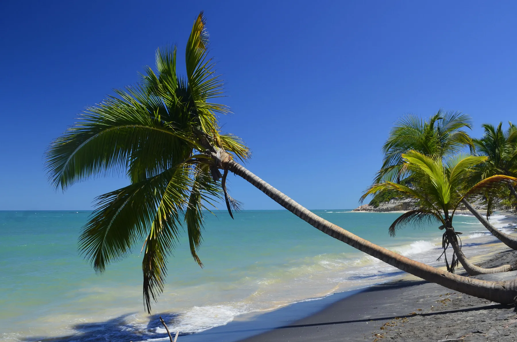 Coqueiros inclinados sobre a areia branca da praia do Espelho